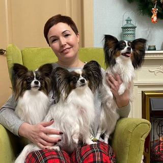 Beautiful Papilion's 🦋 Папийоны 🦋 Наша жизнь 🦋 Продажа щенков 🦋