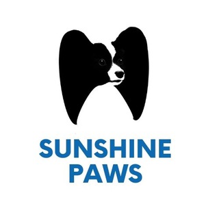 питомник папийонов и фаленов Sunshine Paws