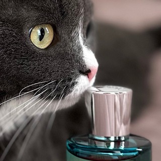 ✨ Парфкотики ✨