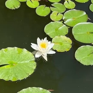 Парк отдыха «Инь-янь»