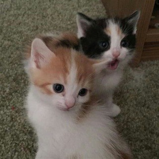 психология с котиками