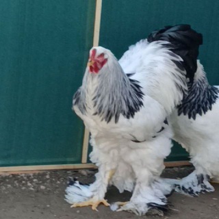 TOVUQCHI UZ🇺🇿🇺🇿🇺🇿