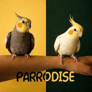🦜 P A R R O D I S E 🦜