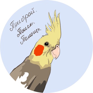 Помощь птицам 🕊 Пристрой попугаев. Улетел / нашёлся попугай