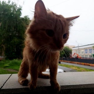 Публичный, neverhelps 🦋