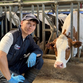 МОЛОКО И ТЕЛЕНОК21