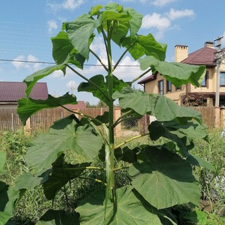 Питомник Павловнии Шан Тонг