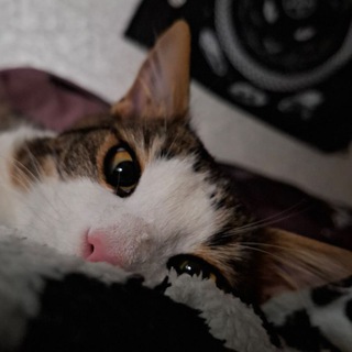 Пешка кошки//~