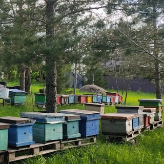 Пасека Орловский район.