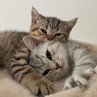 Мирные Коты