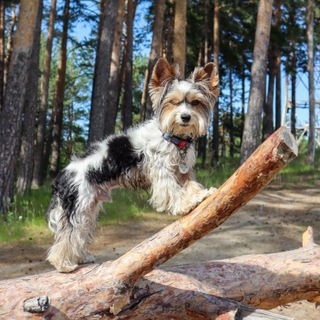 Персиковый джем