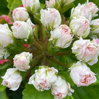 Пеларгонии в жизни: советы, моменты, секреты🌸🌺