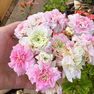 Пеларгонии Северск Гордеева