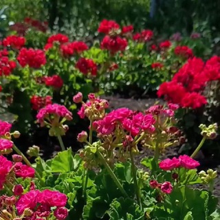 Грани герани | пеларгонии и сад 🏡