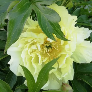 Пионовое лето