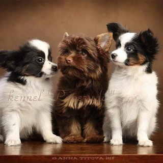 Питомник Peperuda.Dog 🐾