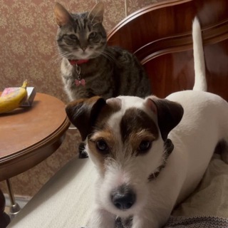 🐶Пепс и Туся😼➕ Друзья