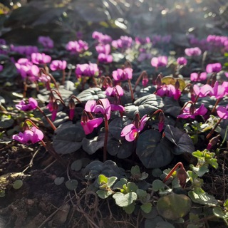 Перкальский Арборетум