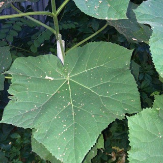 Пермакультура