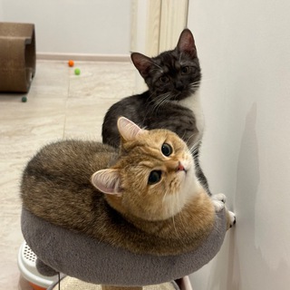 Персей и Лори | Кошачья жизнь