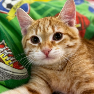 🍑Персик's style🐈