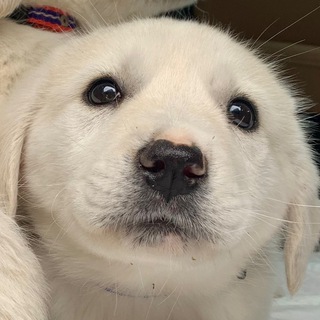 Пёсий телеграм