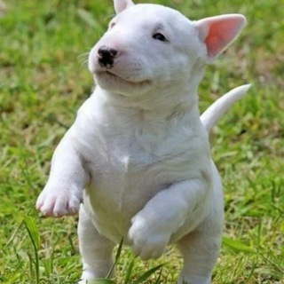 Канал о животных