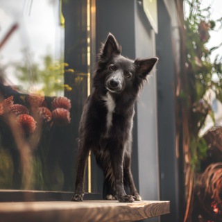 Фотограф-анималист