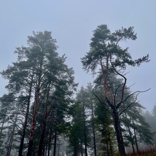 petrichor | петрикор