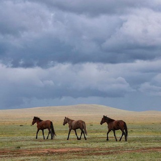 Петроглифы