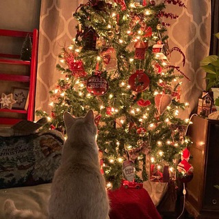 𝒎𝒖𝒓𝒛𝒊𝒍𝒌𝒊🐾