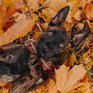 Pets_and_tails (Мария Полонникова)