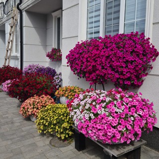 Петунии Калининград Petunii39