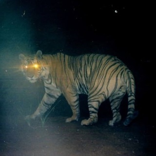 фотоловушка для зверушек