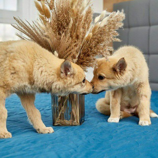 🐾 Пушистое счастье ищет дом🐾