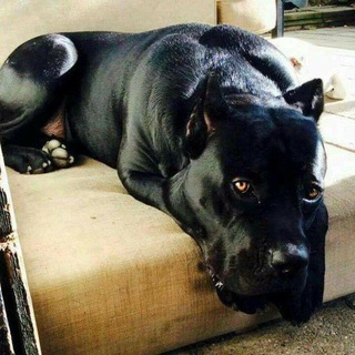 😈😈😈Pitbull vs alabay👿👿😈