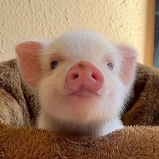 pig pics