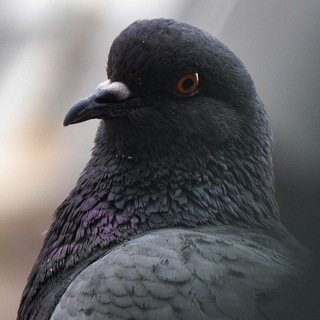 Эстетика голубей