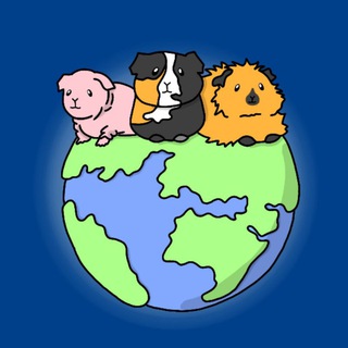 Морские свинки - Свинландия