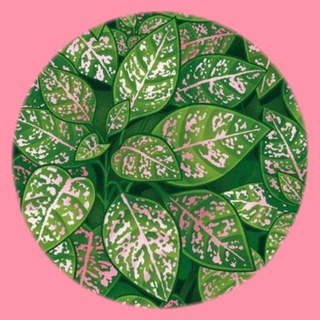 Pink Dalmatian🪴Комнатные растения