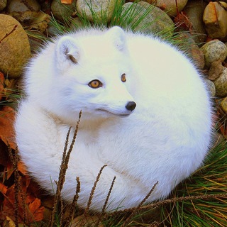 Писец Московский