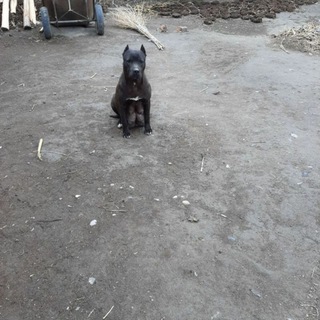 ✵ 𝐏𝐈𝐓 𝐌𝐄𝐍𝐋𝐀𝐑 ✵