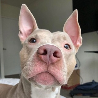 Питбуль, стафф, буль-тип | Объявления