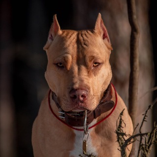 Питбуль Печенька