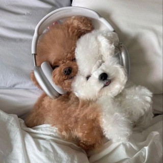 Домашние питомцы