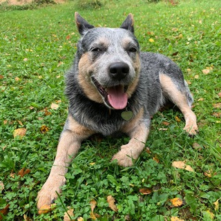 Питомцы СЗАО