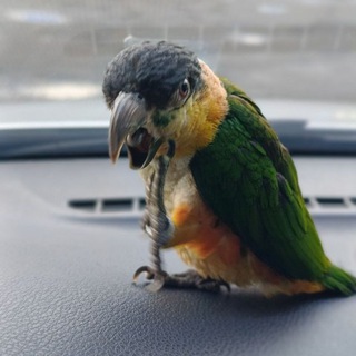 Жизнь с попугаями