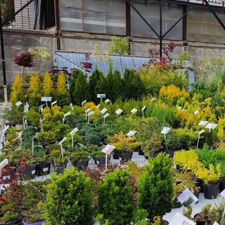 Питомник Апшеронск🌳🌲