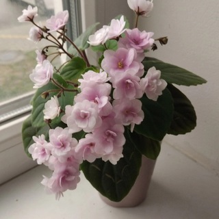 Питомник фиалок "Хромыхи"