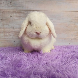 Ушастый блогер 🐰Питомник кроликов "Ушастый одуванчик"
